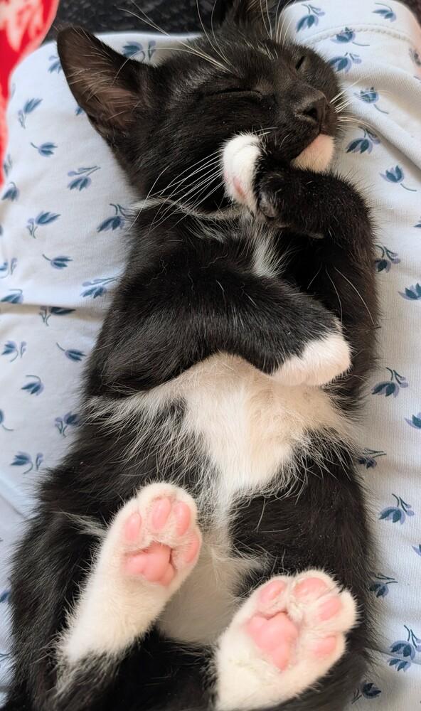 Harpo, Adoptable, Kitten Male Domestic Short Hair.