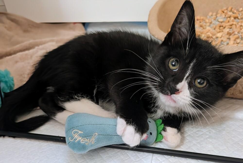 Enlarge Harpo, a Adoptable Domestic Short Hair in Louisa, VA image 4/4