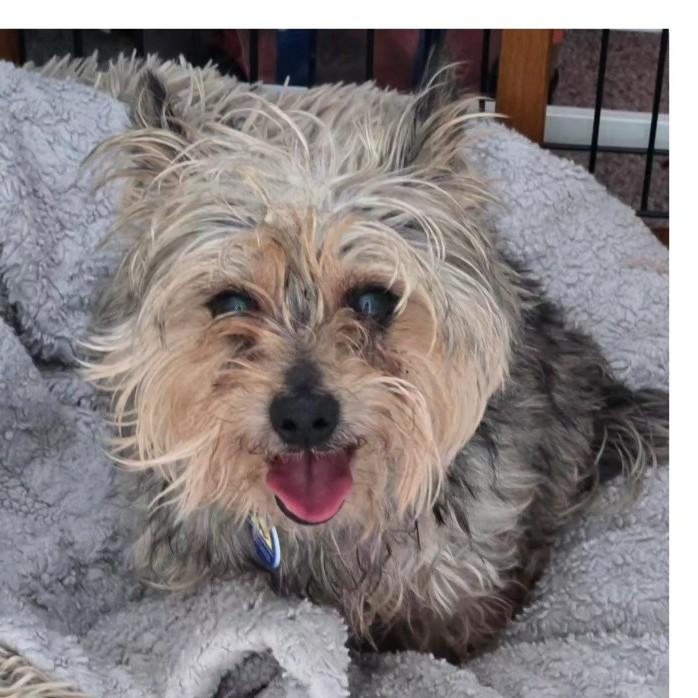 Enlarge Knox, a ADOPTABLE mixed breed in Severn, MD image 4/4