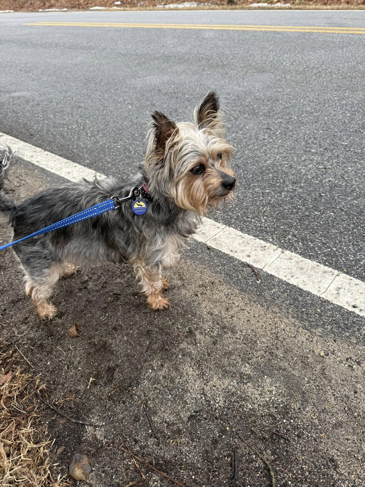 Enlarge Knox, a ADOPTABLE mixed breed in Severn, MD image 1/4