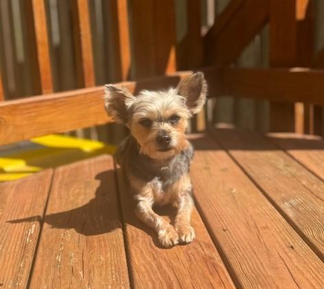 Enlarge Knox, a ADOPTABLE mixed breed in Severn, MD image 3/4