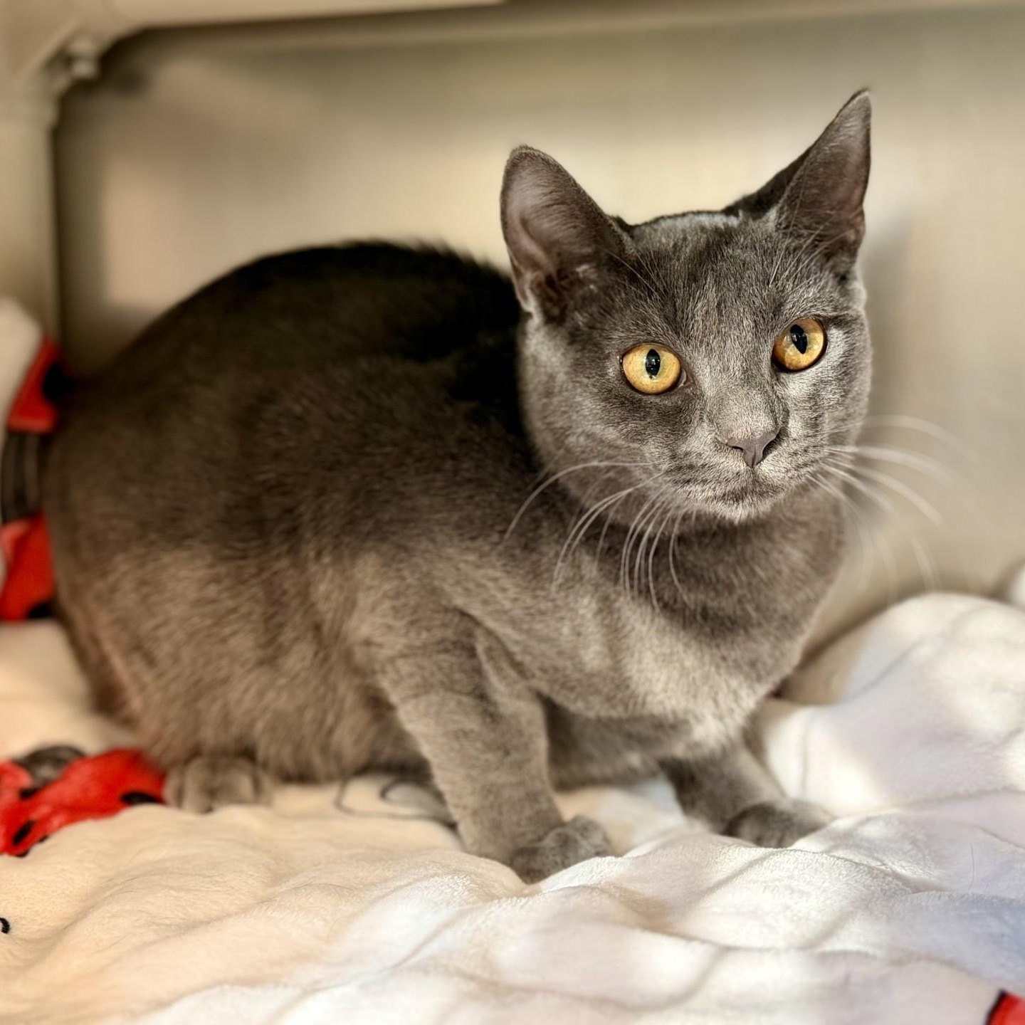 Enlarge Pea, a Adoptable Domestic Short Hair in Jackson, NJ image 2/4
