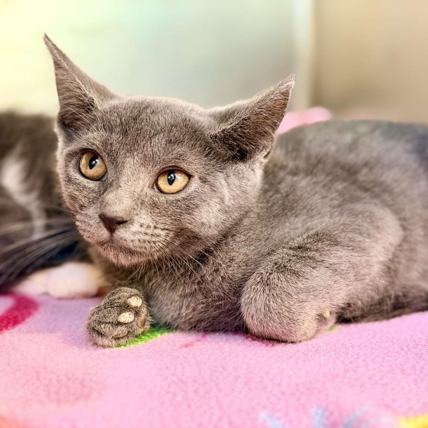 Pea, a ADOPTABLE Domestic Short Hair in Jackson, NJ image 1/2