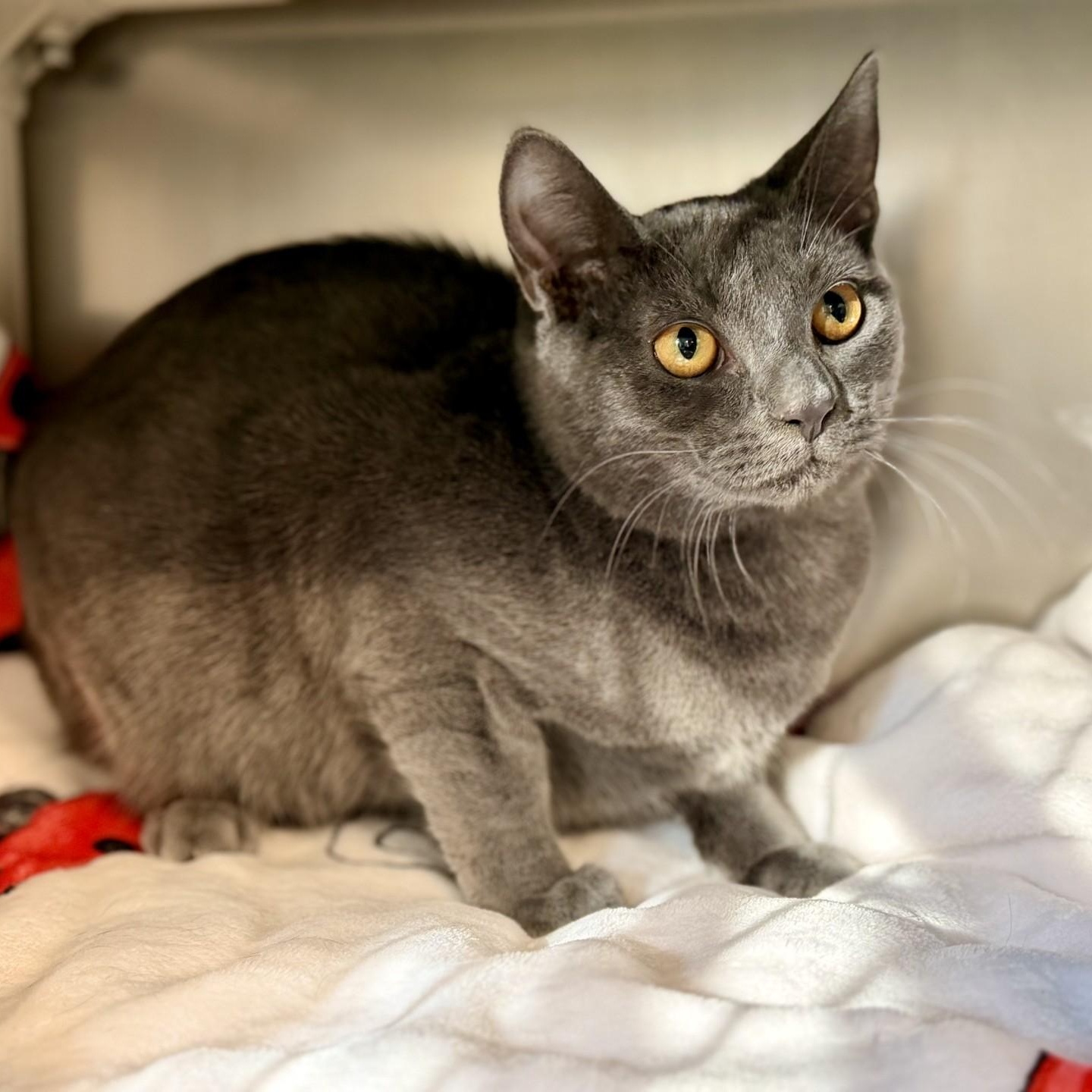 Enlarge Pea, a Adoptable Domestic Short Hair in Jackson, NJ image 1/4