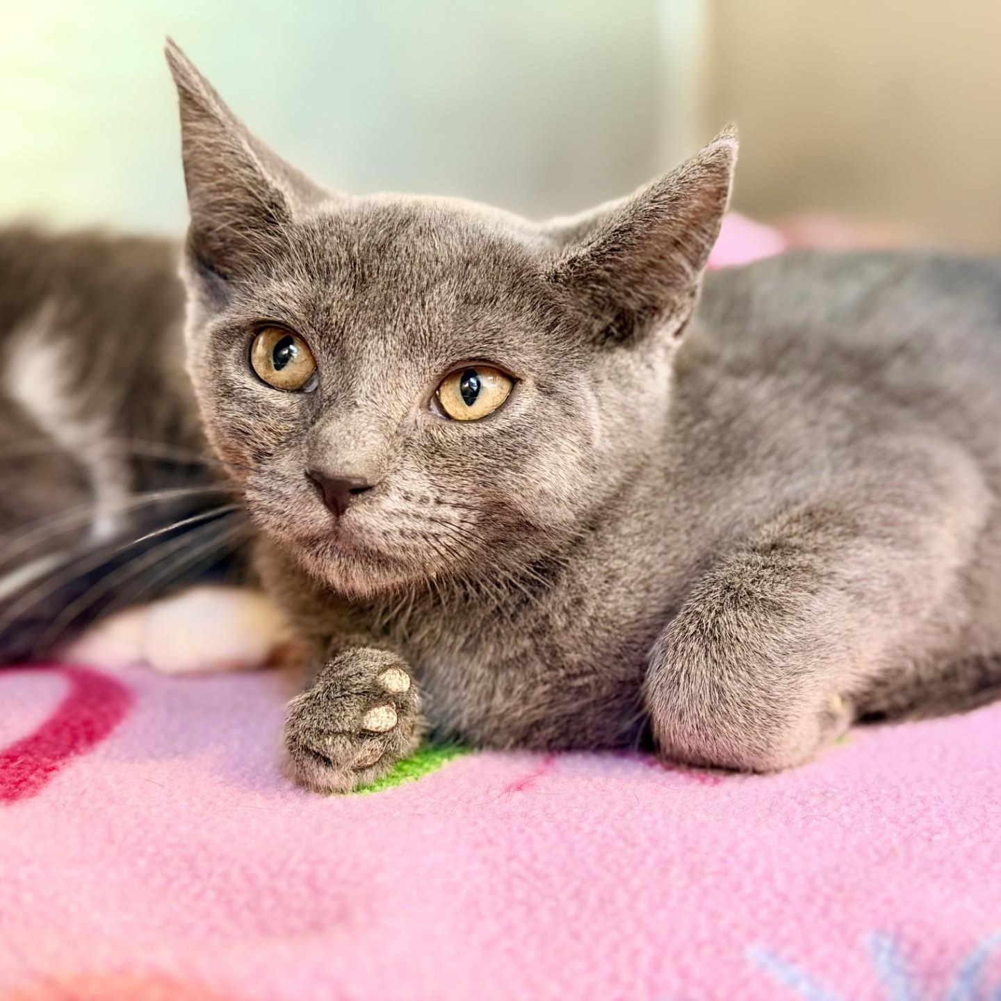 Pea, a ADOPTABLE Domestic Short Hair in Jackson, NJ image 2/2