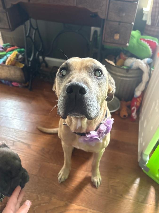 Sadie, Adoptable, Senior Female Mixed Breed.