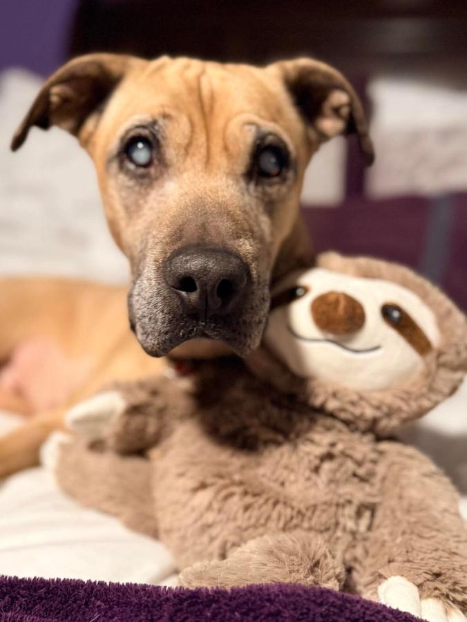 Enlarge Sadie, a Adoptable mixed breed in Painesville, OH image 2/2