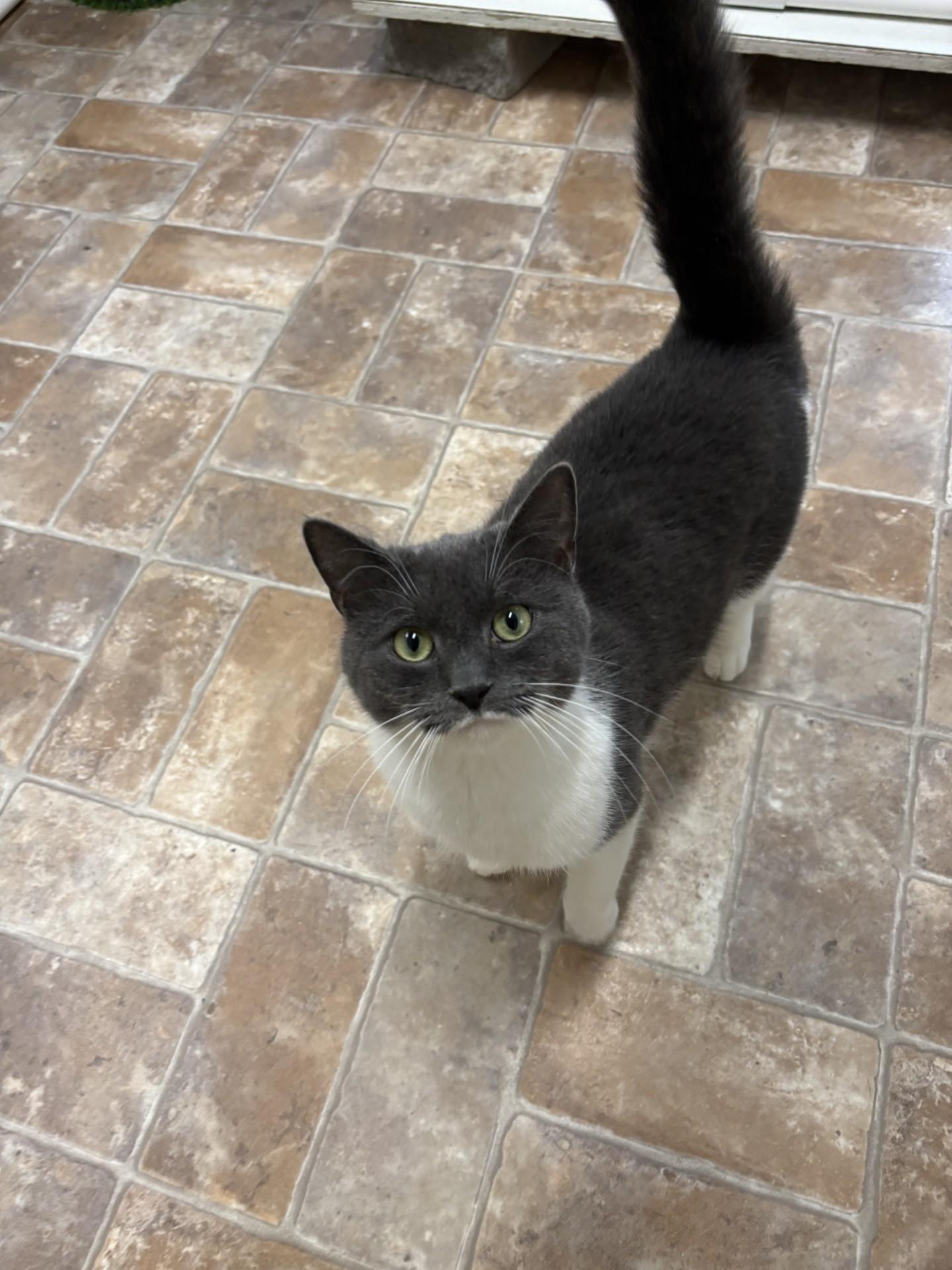 Enlarge Angel Cake, a Adoptable Domestic Short Hair in Altoona, PA image 1/3