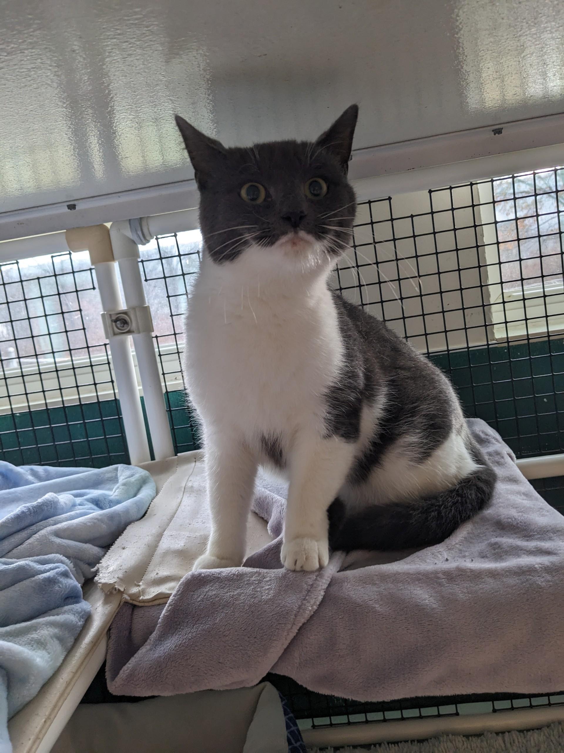 Angel Cake, Adoptable, Adult Female Domestic Short Hair.