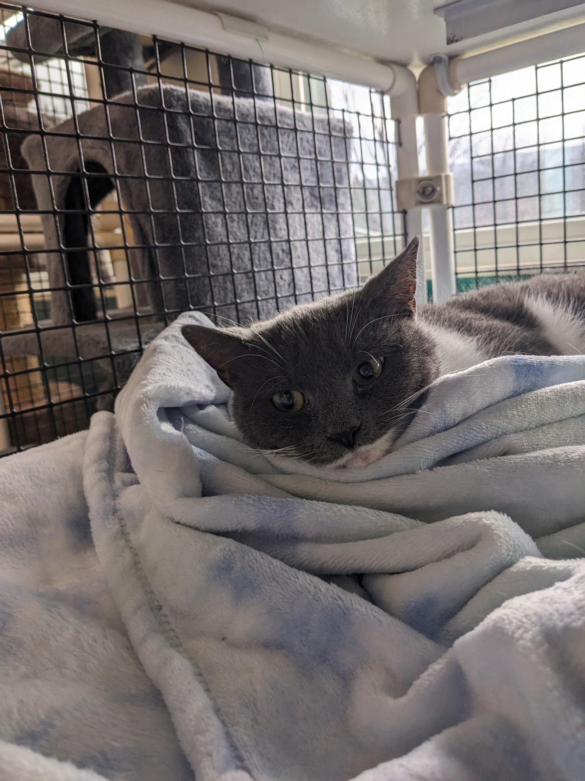 Angel Cake, a Adoptable Domestic Short Hair in Altoona, PA image 2/2