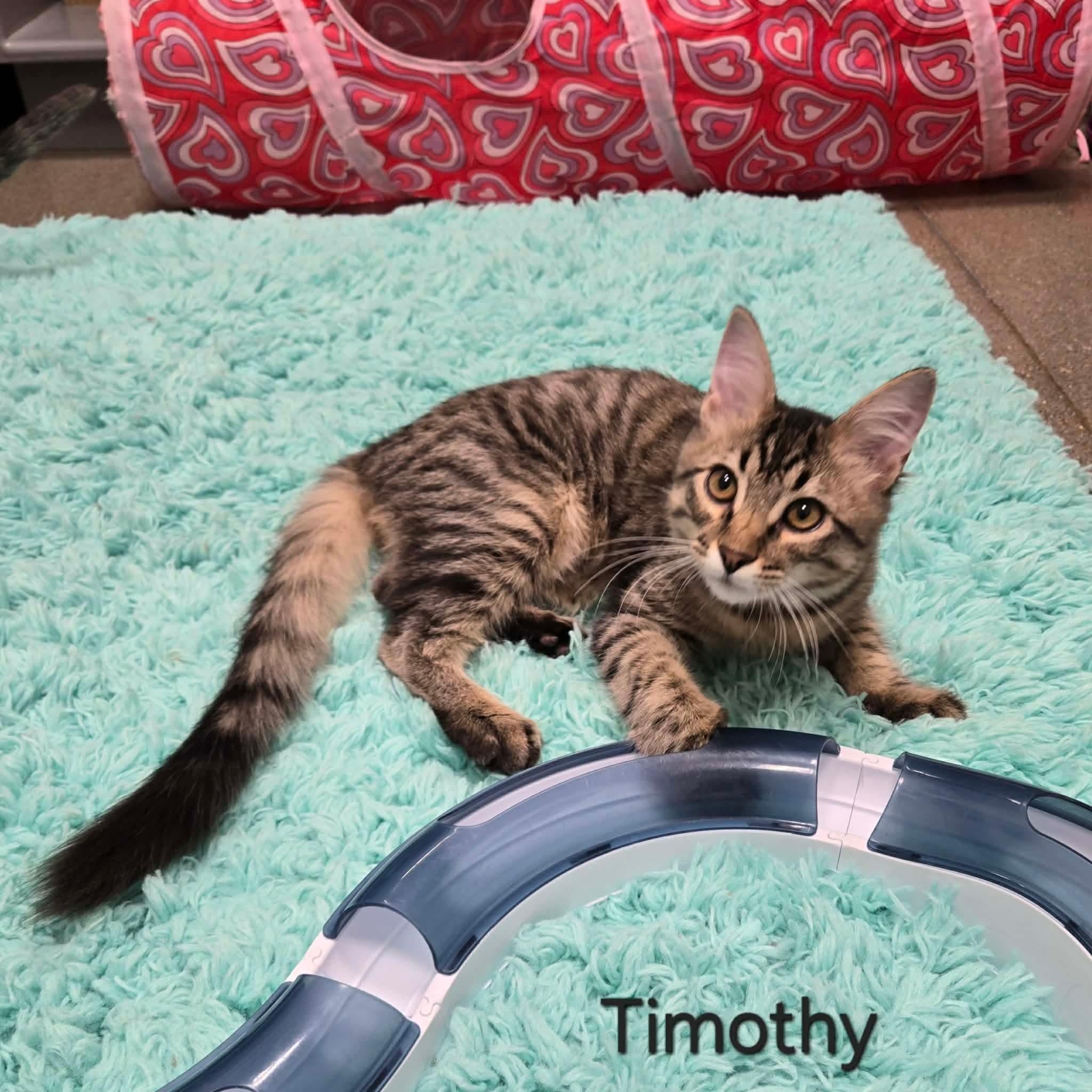 Timothy, adopted, Kitten Male Domestic Long Hair.