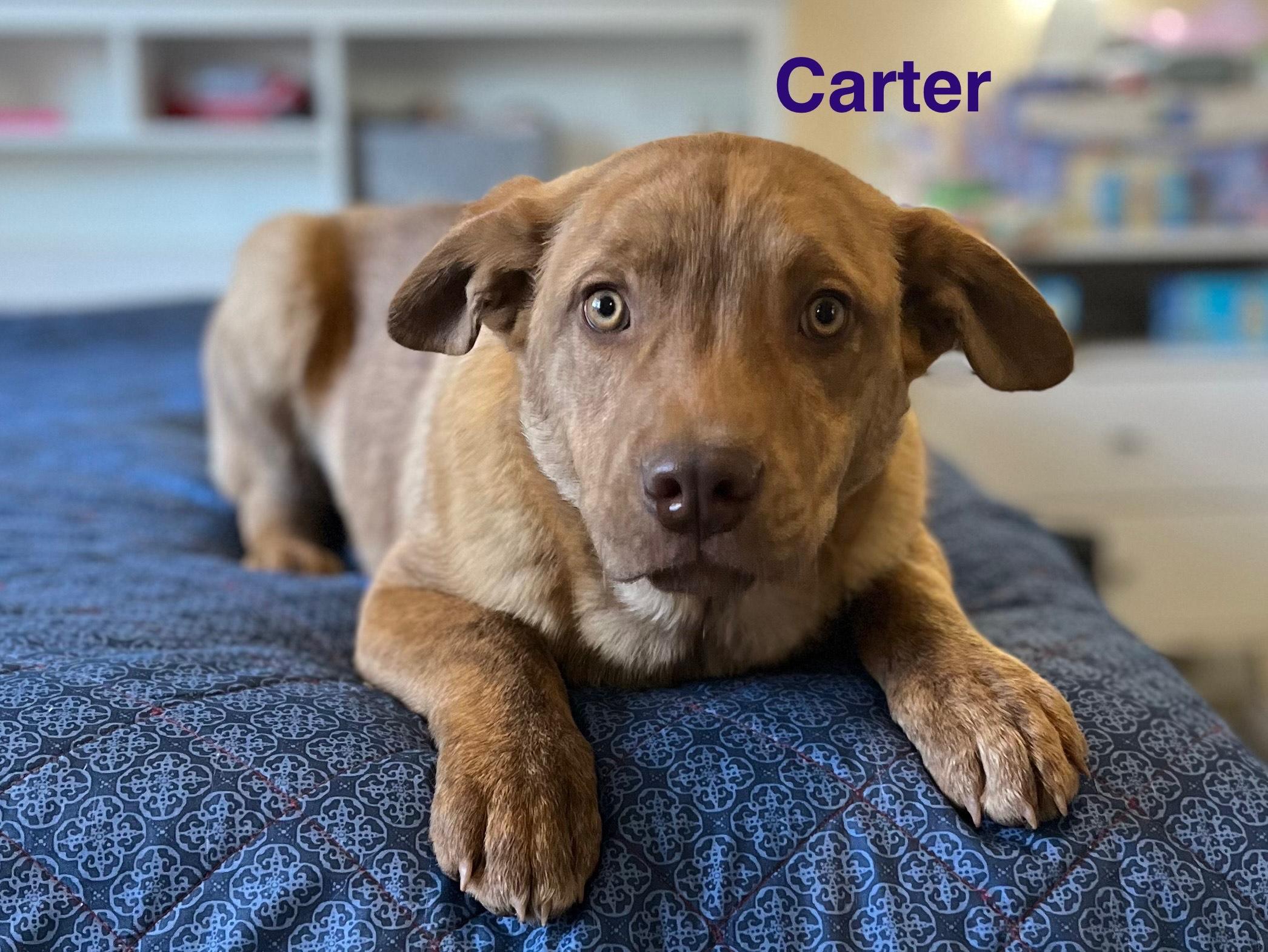 Enlarge carter, a Adoptable mixed breed in Bloomington, IL image 3/5