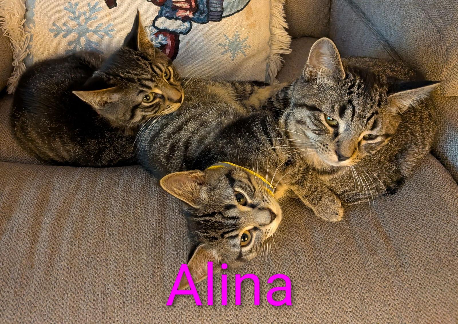Alina, Adoptable, Kitten Female Domestic Short Hair.