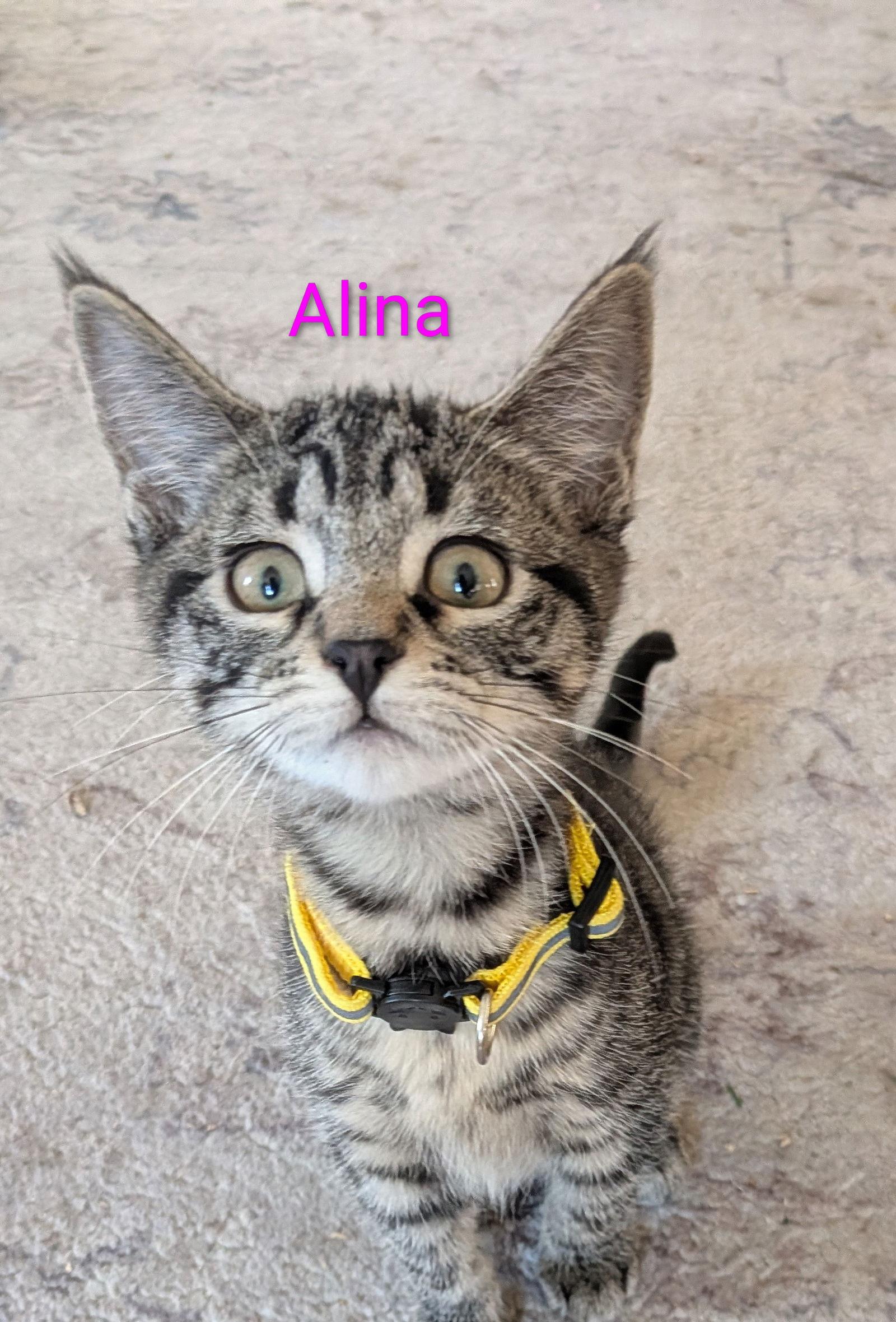 Enlarge Alina, a Adoptable Domestic Short Hair in Naugatuck, CT image 2/3