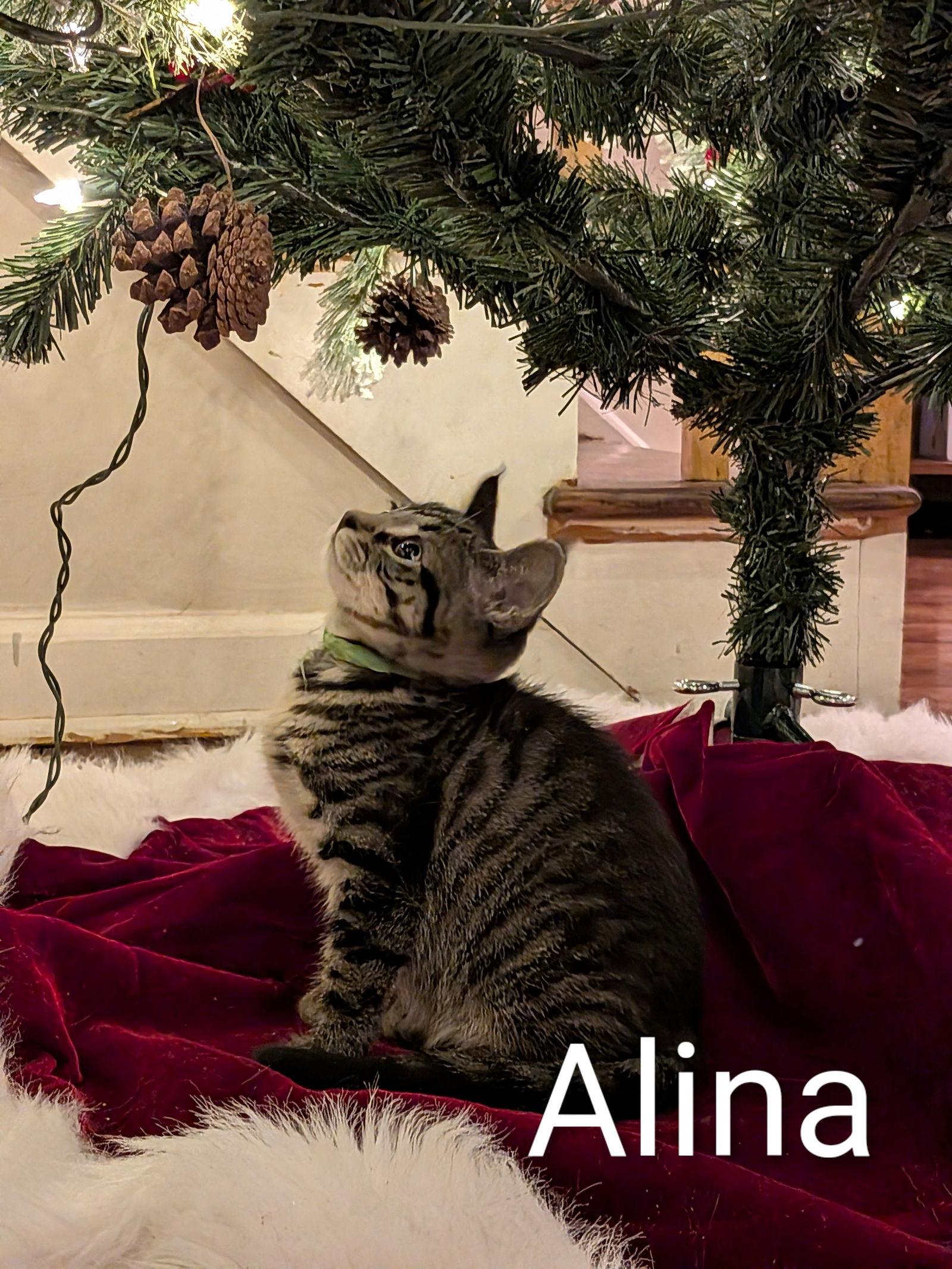 Enlarge Alina, a Adoptable Domestic Short Hair in Naugatuck, CT image 3/3