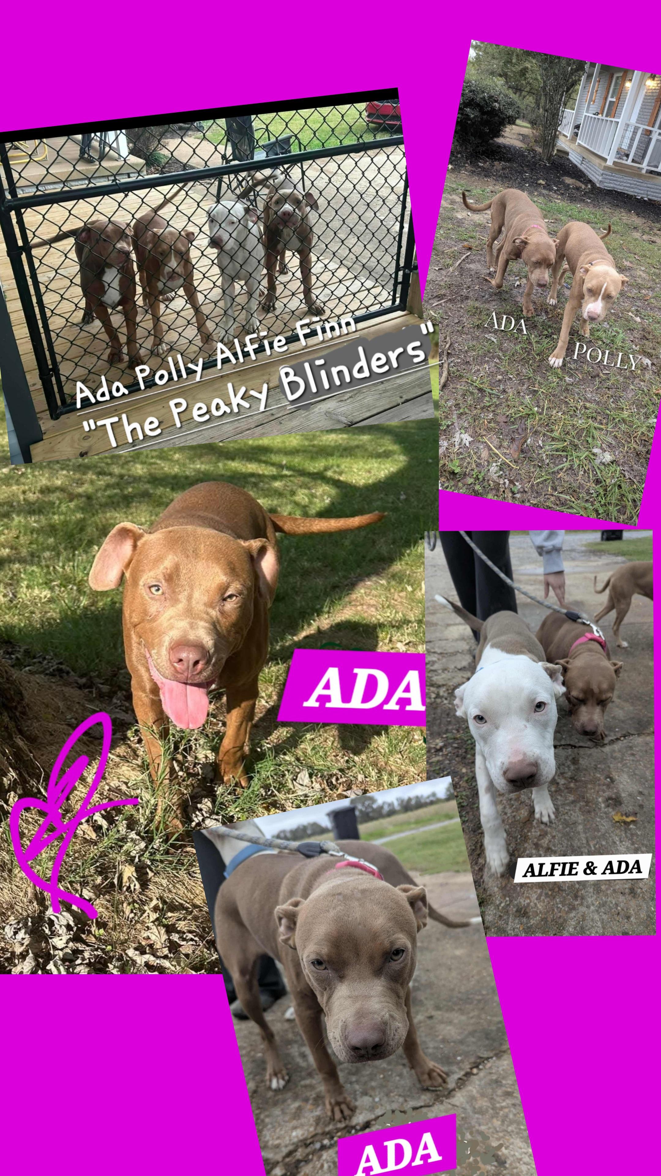 ADA, ADOPTABLE, Young Female Chocolate Labrador Retriever & American Bulldog.