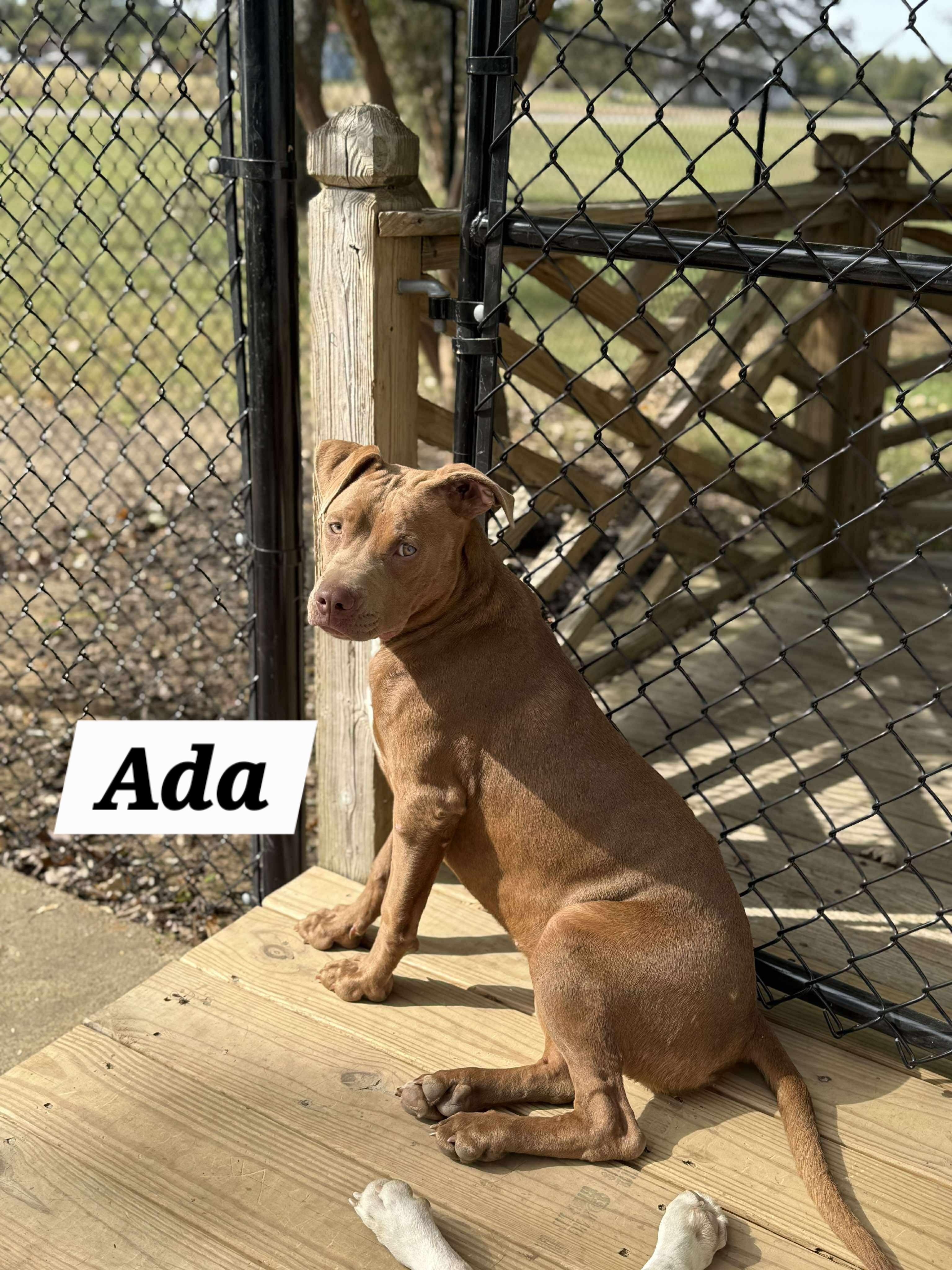 Enlarge ADA, a ADOPTABLE mixed breed in Jackson, TN image 4/5
