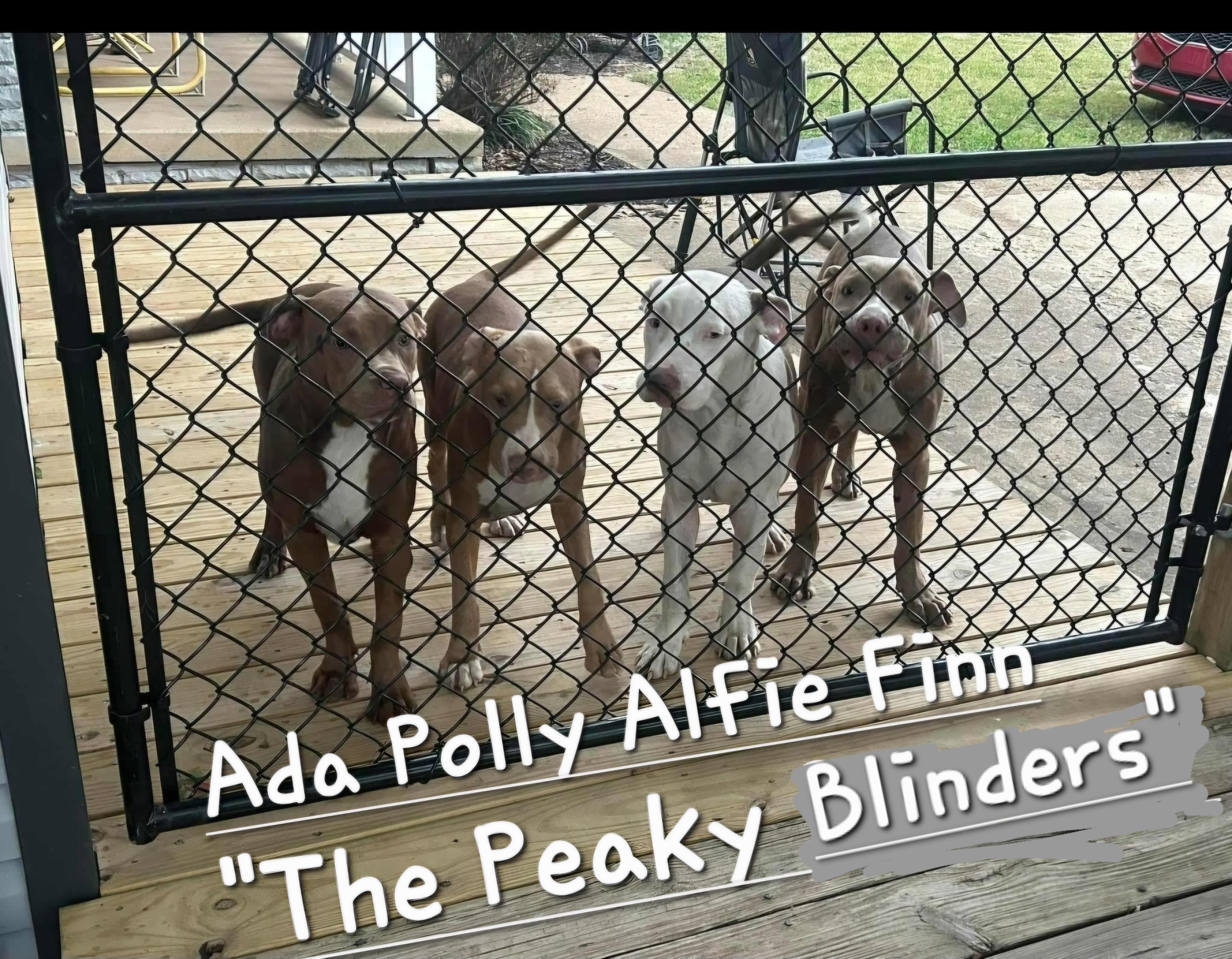 Enlarge ADA, a ADOPTABLE mixed breed in Jackson, TN image 5/5