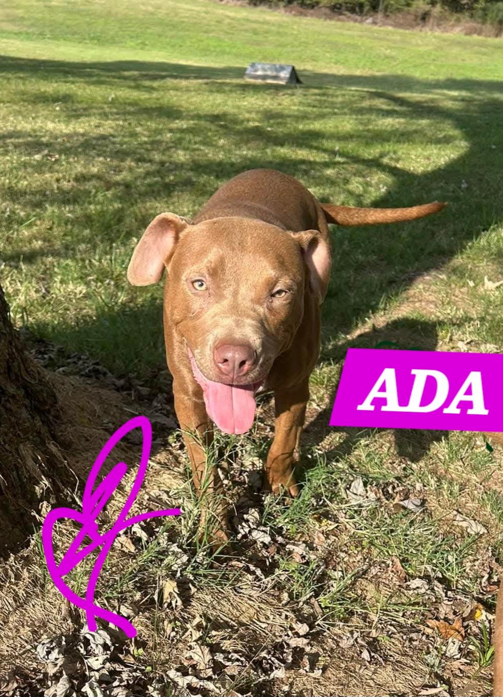 Enlarge ADA, a ADOPTABLE mixed breed in Jackson, TN image 2/5