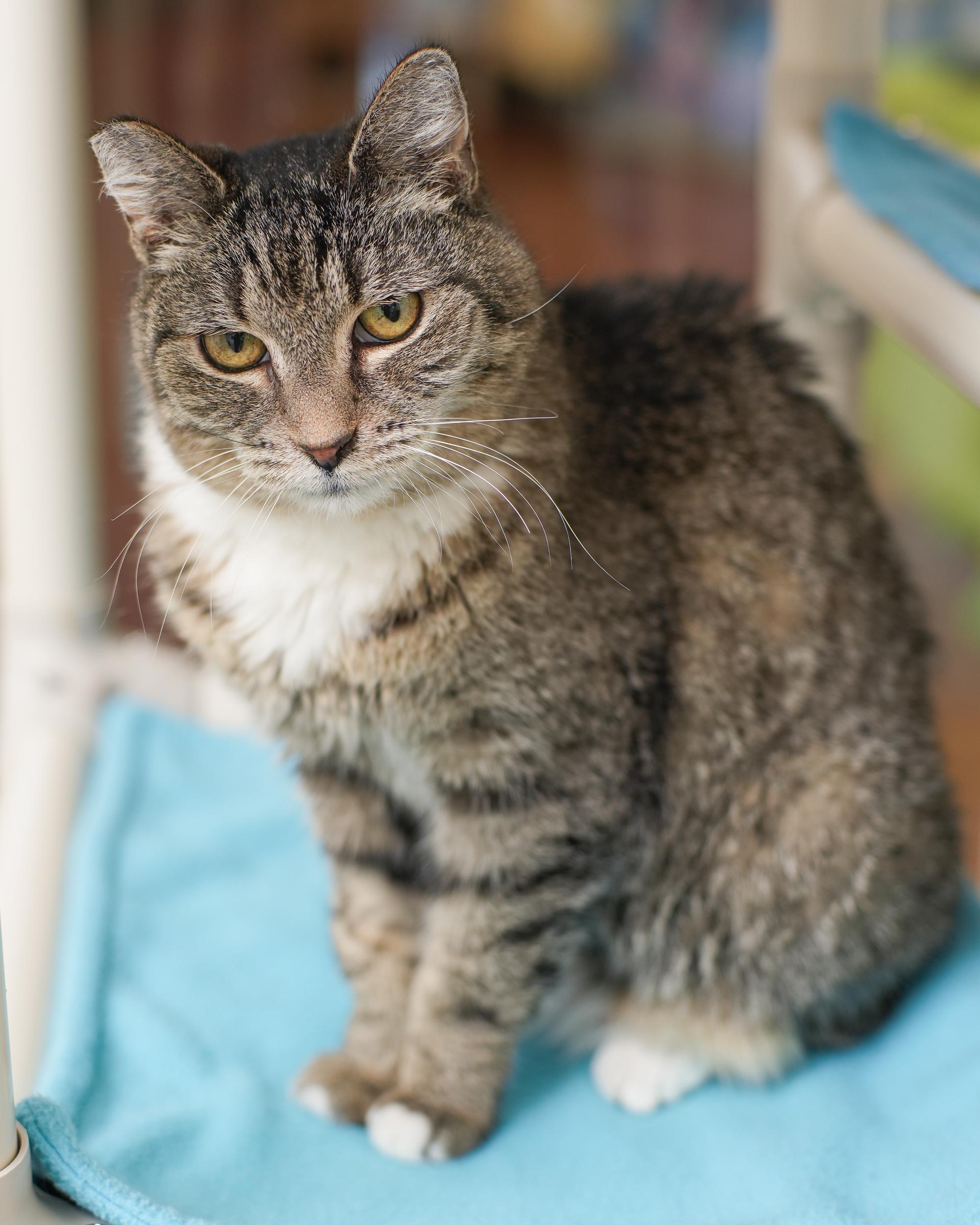 Enlarge Hope, a Adoptable Domestic Short Hair in Boise, ID image 3/3