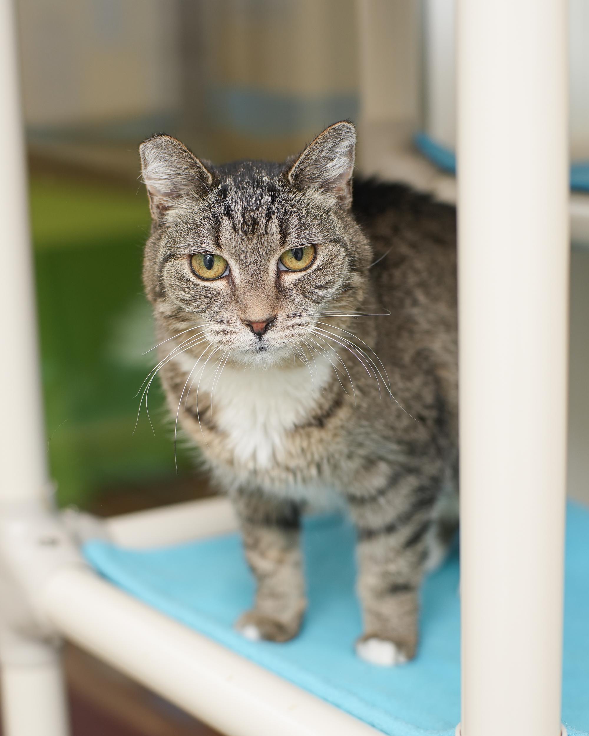 Enlarge Hope, a Adoptable Domestic Short Hair in Boise, ID image 2/3