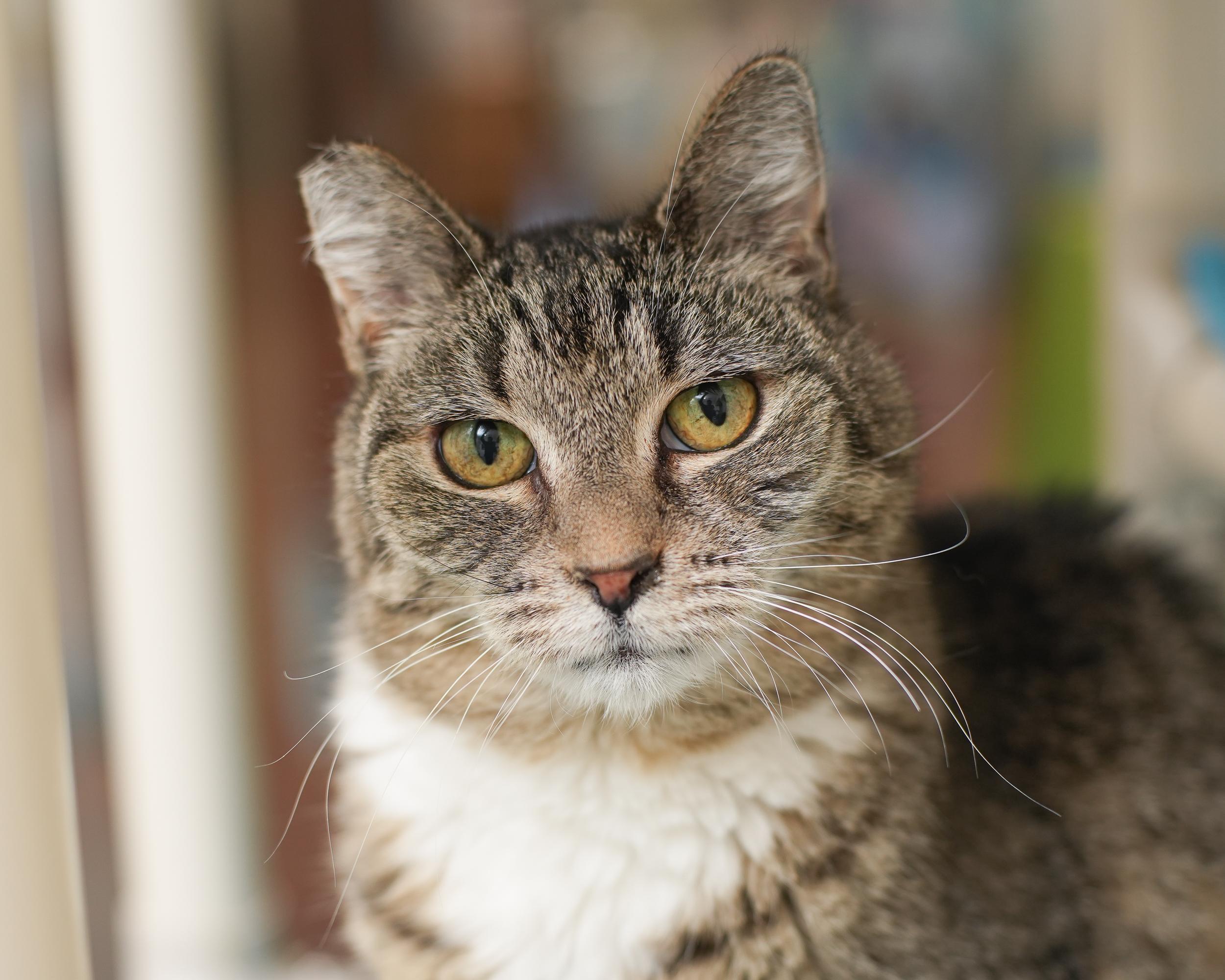 Enlarge Hope, a Adoptable Domestic Short Hair in Boise, ID image 1/3