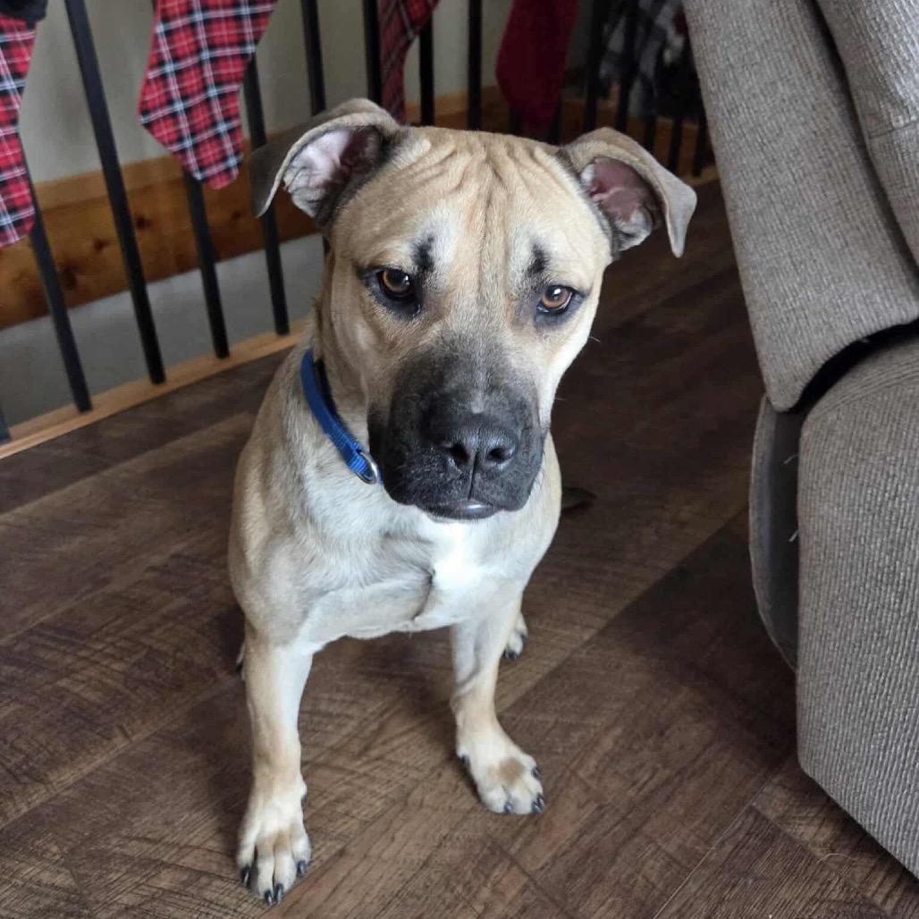 Enlarge Forrest, a Adoptable Mixed Breed in Tomah, WI image 1/1