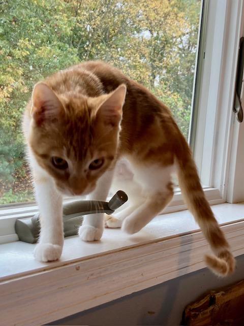 Lilly, a Adoptable Domestic Short Hair in Hudson, WI image 3/6