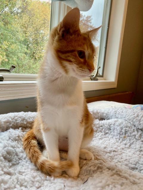 Lilly, a Adoptable Domestic Short Hair in Hudson, WI image 4/6