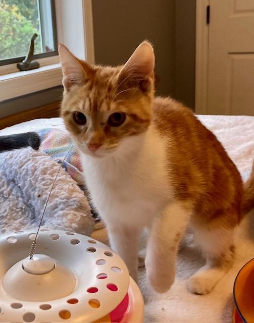 Lilly, a Adoptable Domestic Short Hair in Hudson, WI image 5/6