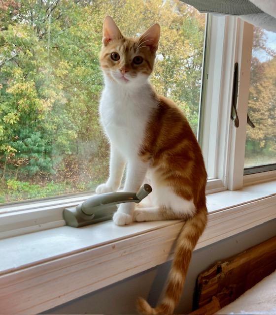 Lilly, a Adoptable Domestic Short Hair in Hudson, WI image 2/6