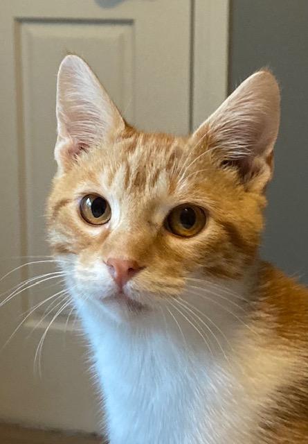 Lilly, a Adoptable Domestic Short Hair in Hudson, WI image 6/6