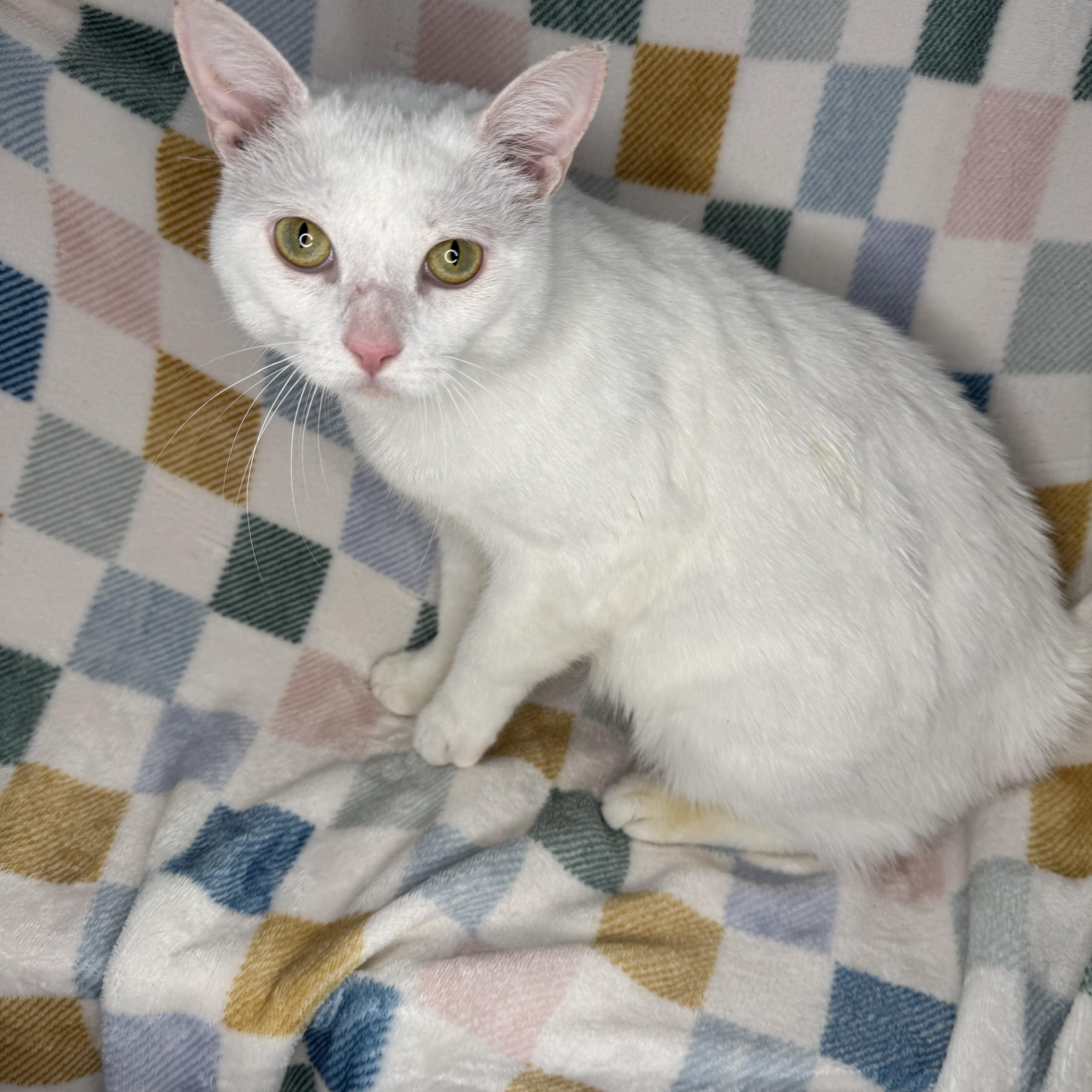 Enlarge Mallow, a Adoptable mixed breed in Mount Vernon, IL image 4/6