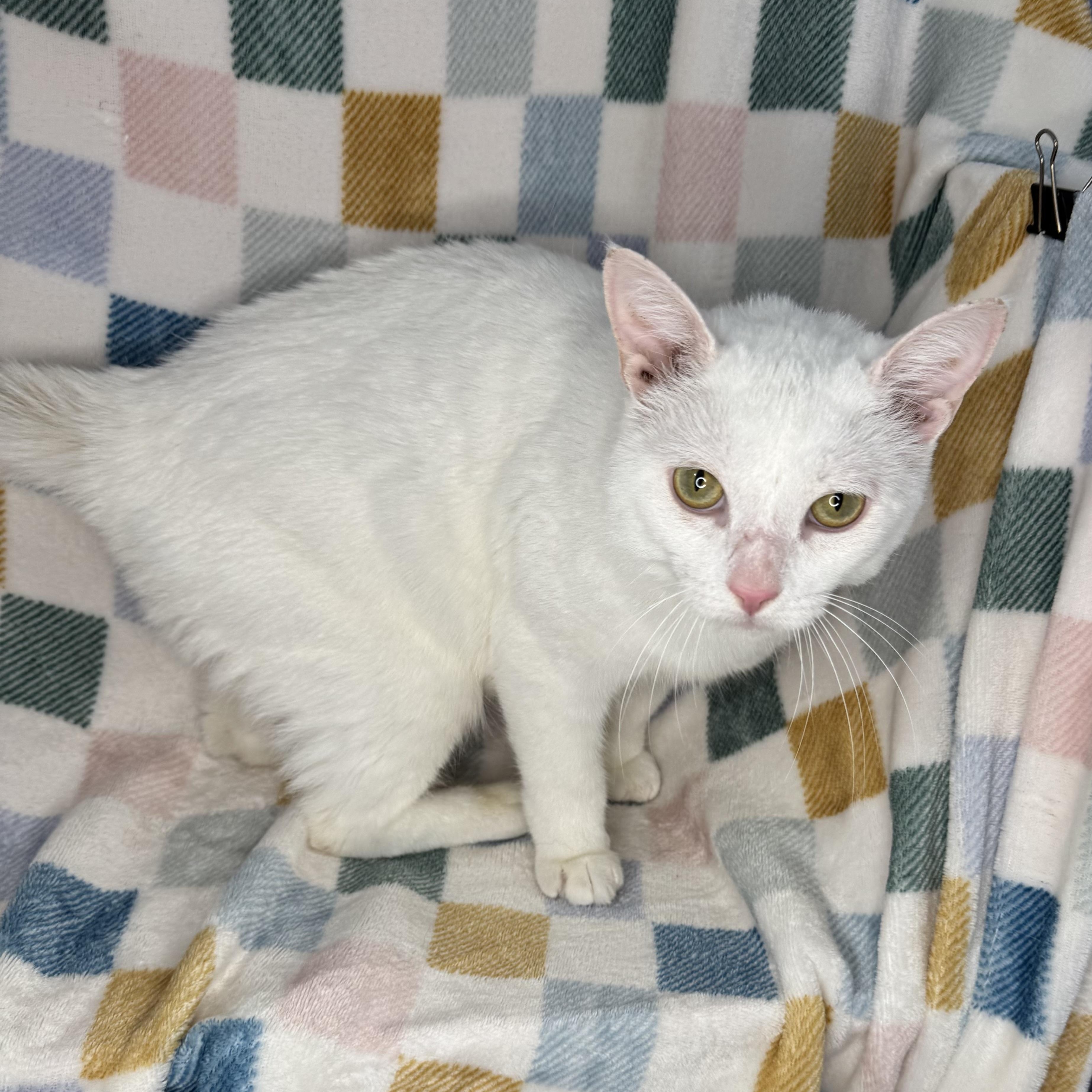 Enlarge Mallow, a Adoptable mixed breed in Mount Vernon, IL image 6/6