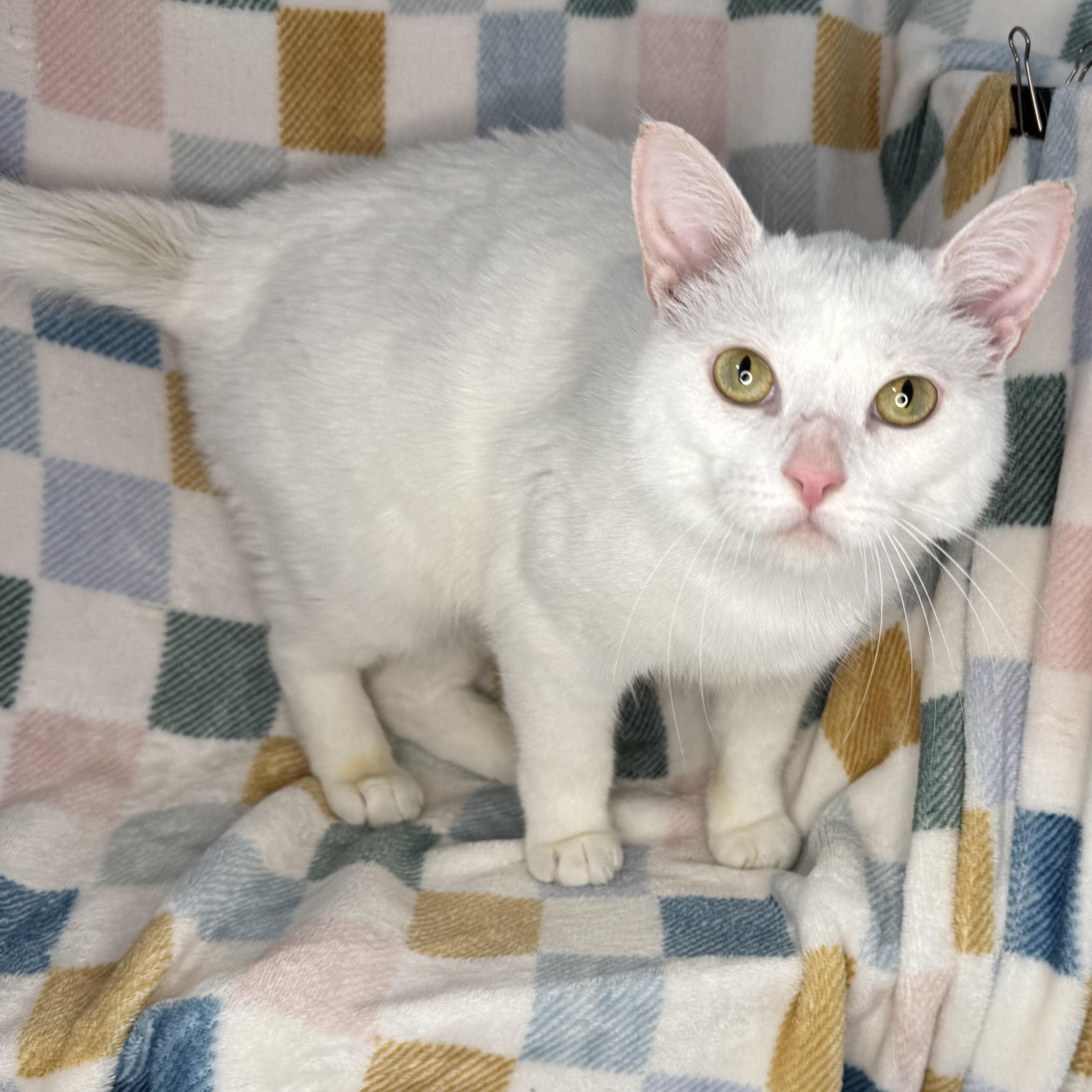 Enlarge Mallow, a Adoptable mixed breed in Mount Vernon, IL image 3/6