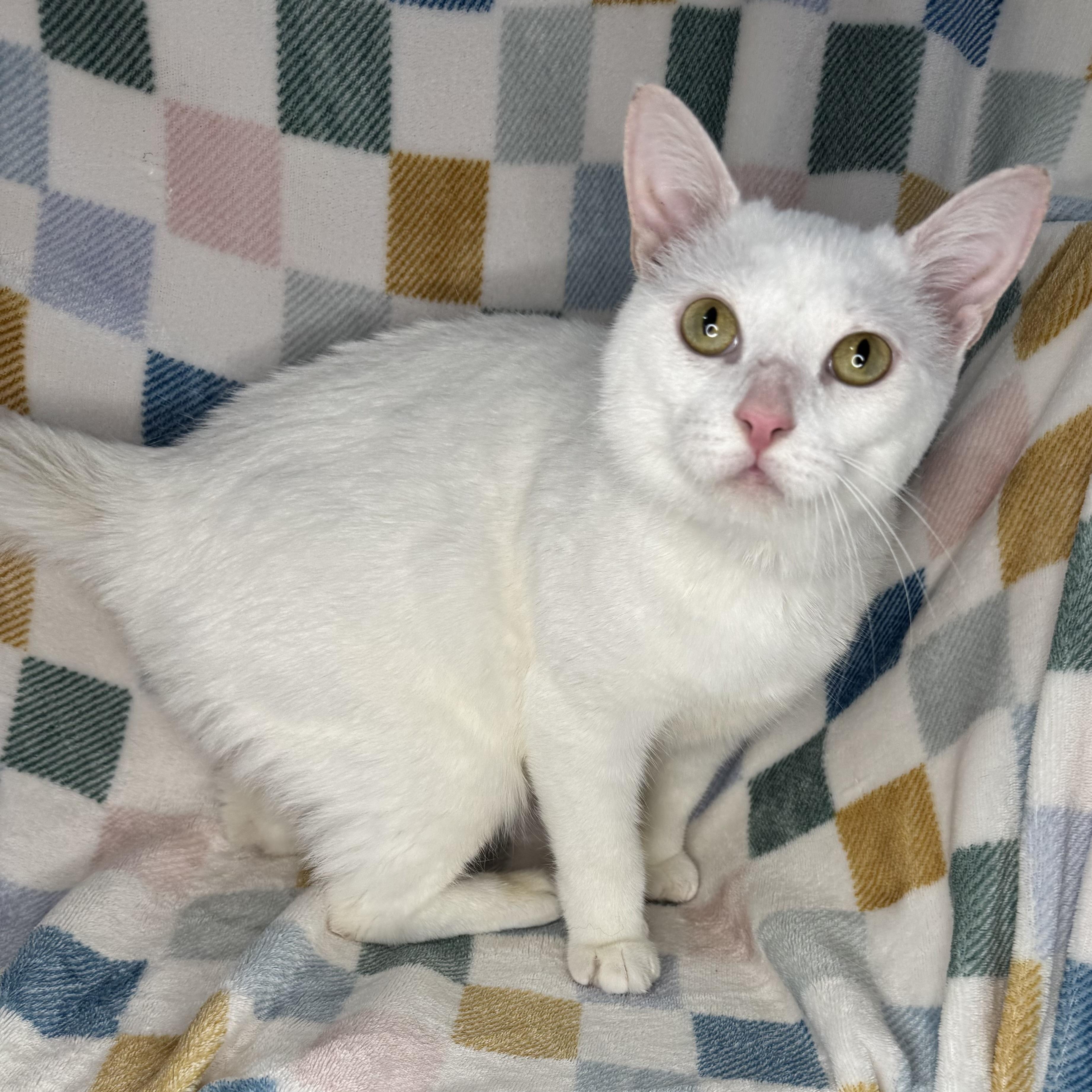 Enlarge Mallow, a Adoptable mixed breed in Mount Vernon, IL image 2/6