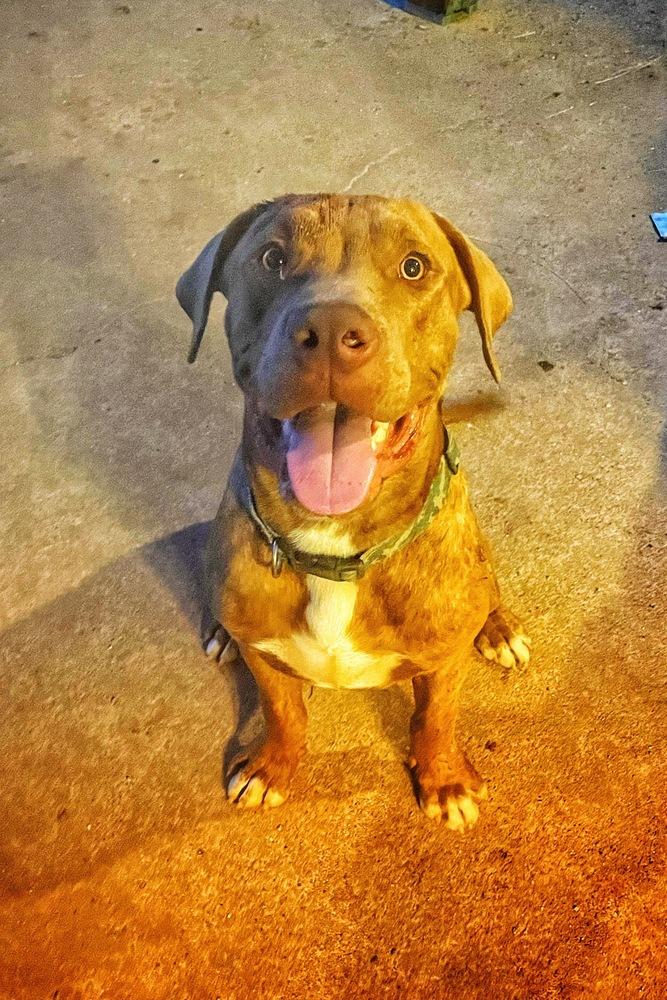 Milo, a Adoptable mixed breed in Oklahoma City, OK image 1/4