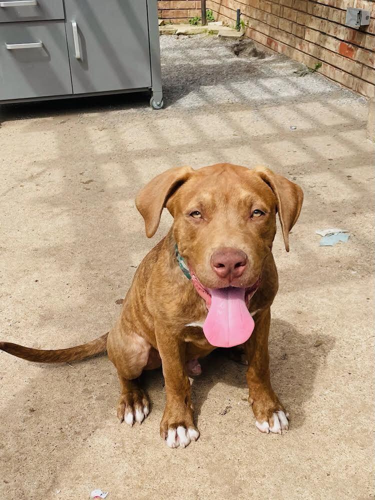 Milo, a Adoptable mixed breed in Oklahoma City, OK image 2/4