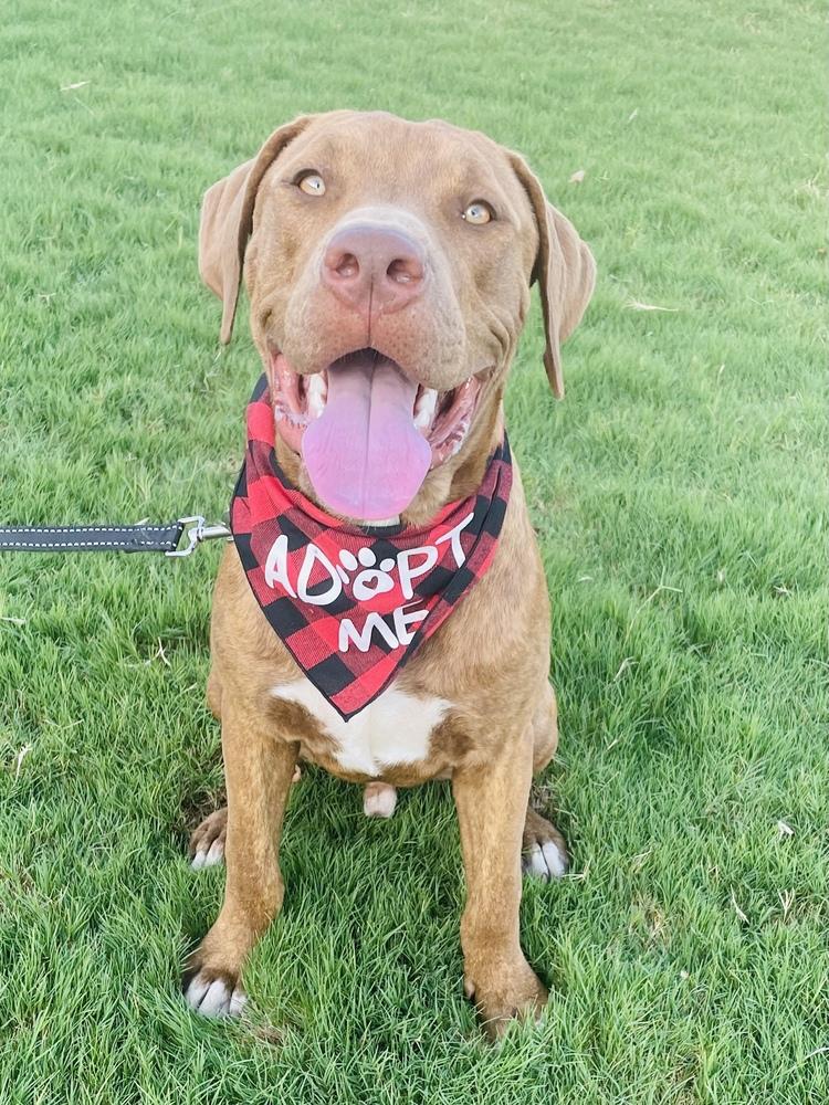 Milo, a Adoptable mixed breed in Oklahoma City, OK image 3/4