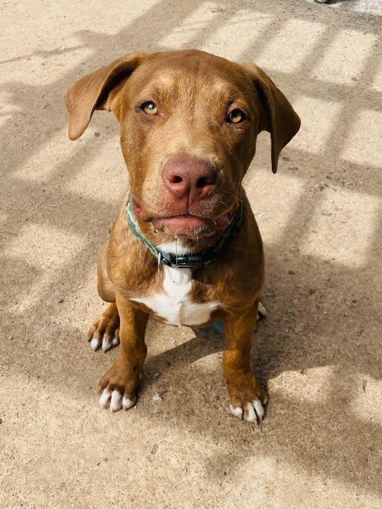 Milo, a Adoptable mixed breed in Oklahoma City, OK image 4/4