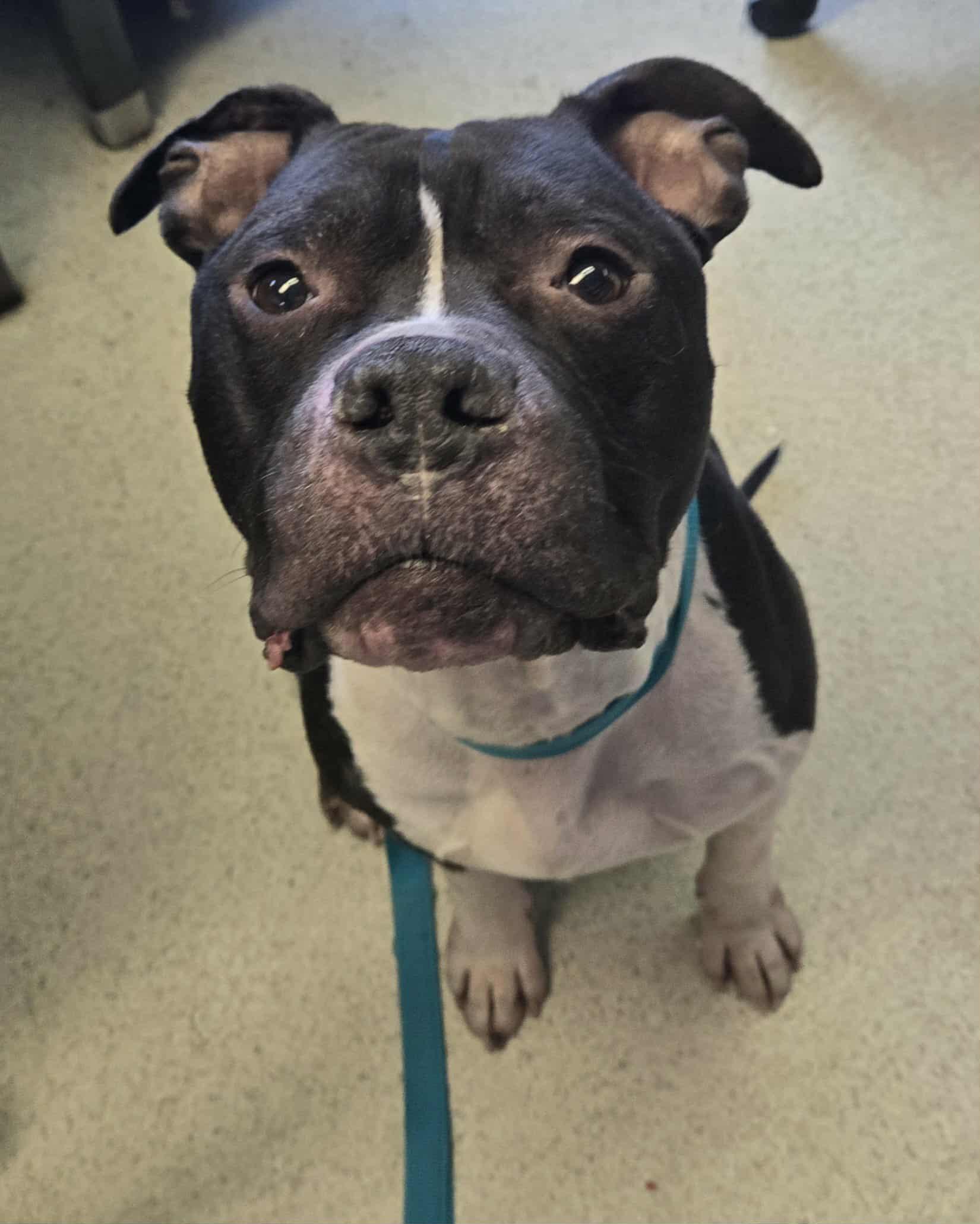 Enlarge Bruno, a ADOPTABLE mixed breed in Freeport, IL image 2/2