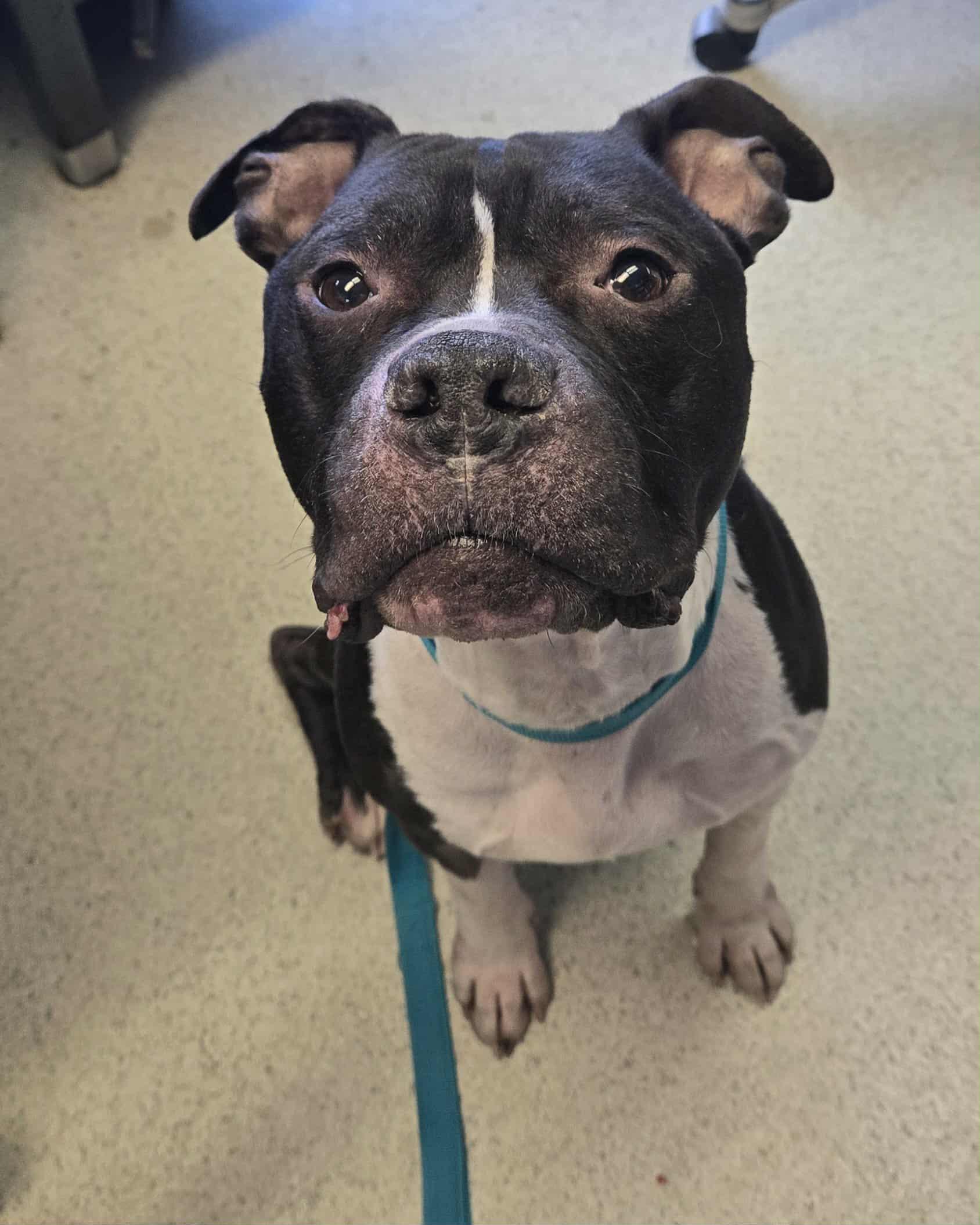 Bruno, ADOPTABLE, Adult Male Pit Bull Terrier.