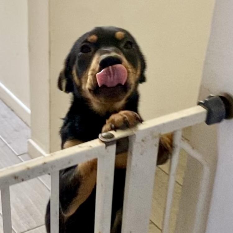 Enlarge Rivvie, a ADOPTABLE mixed breed in San Diego, CA image 3/6