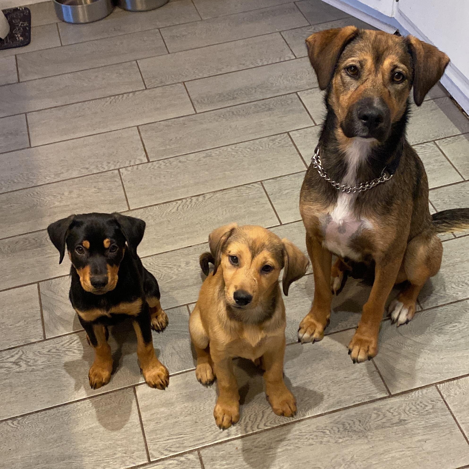 Enlarge Rivvie, a ADOPTABLE mixed breed in San Diego, CA image 6/6