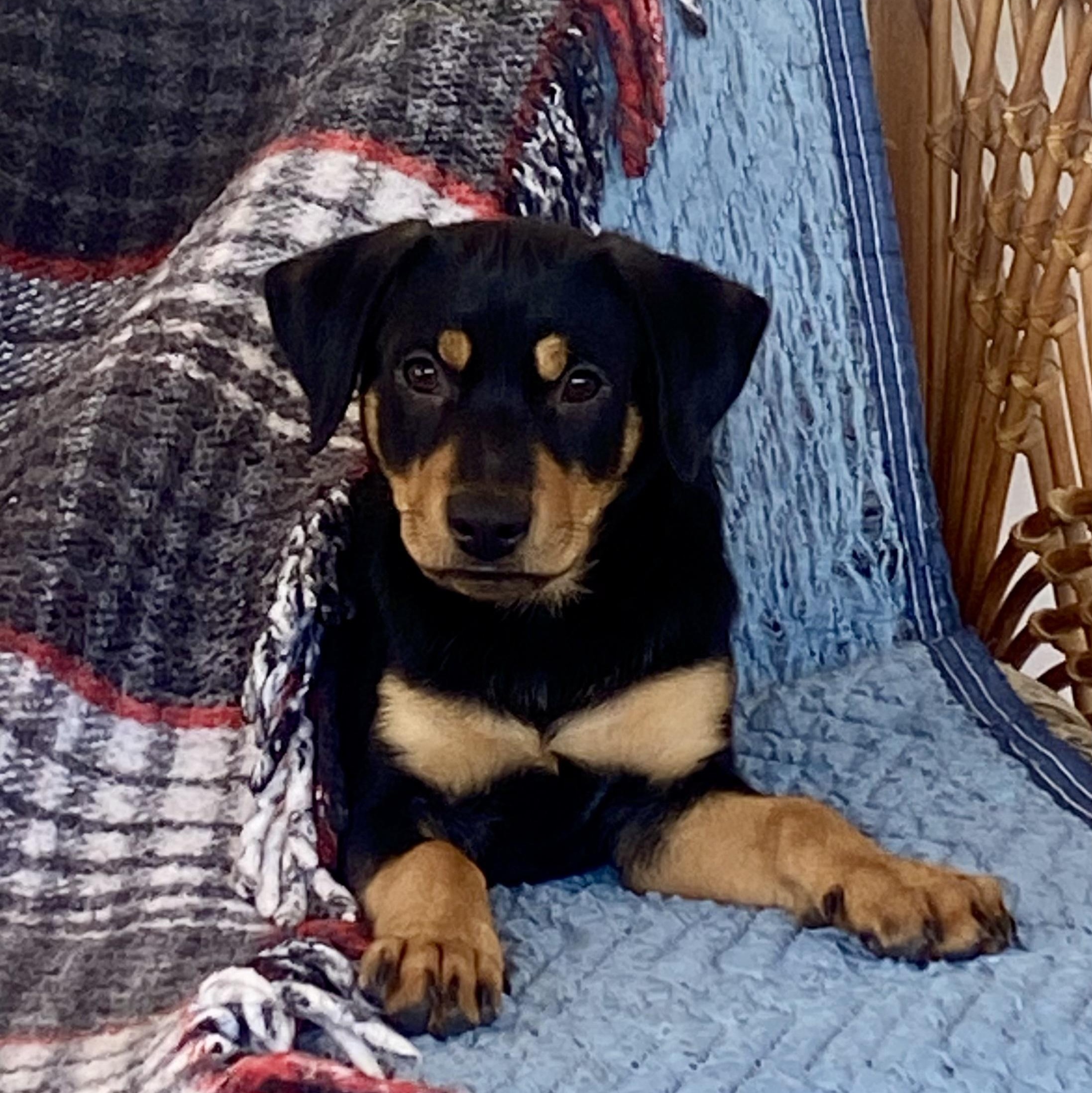 Enlarge Rivvie, a ADOPTABLE mixed breed in San Diego, CA image 2/6