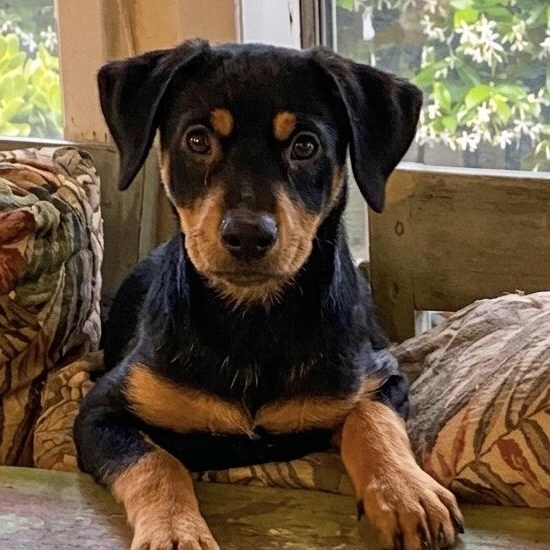 Enlarge Rivvie, a ADOPTABLE mixed breed in San Diego, CA image 1/6