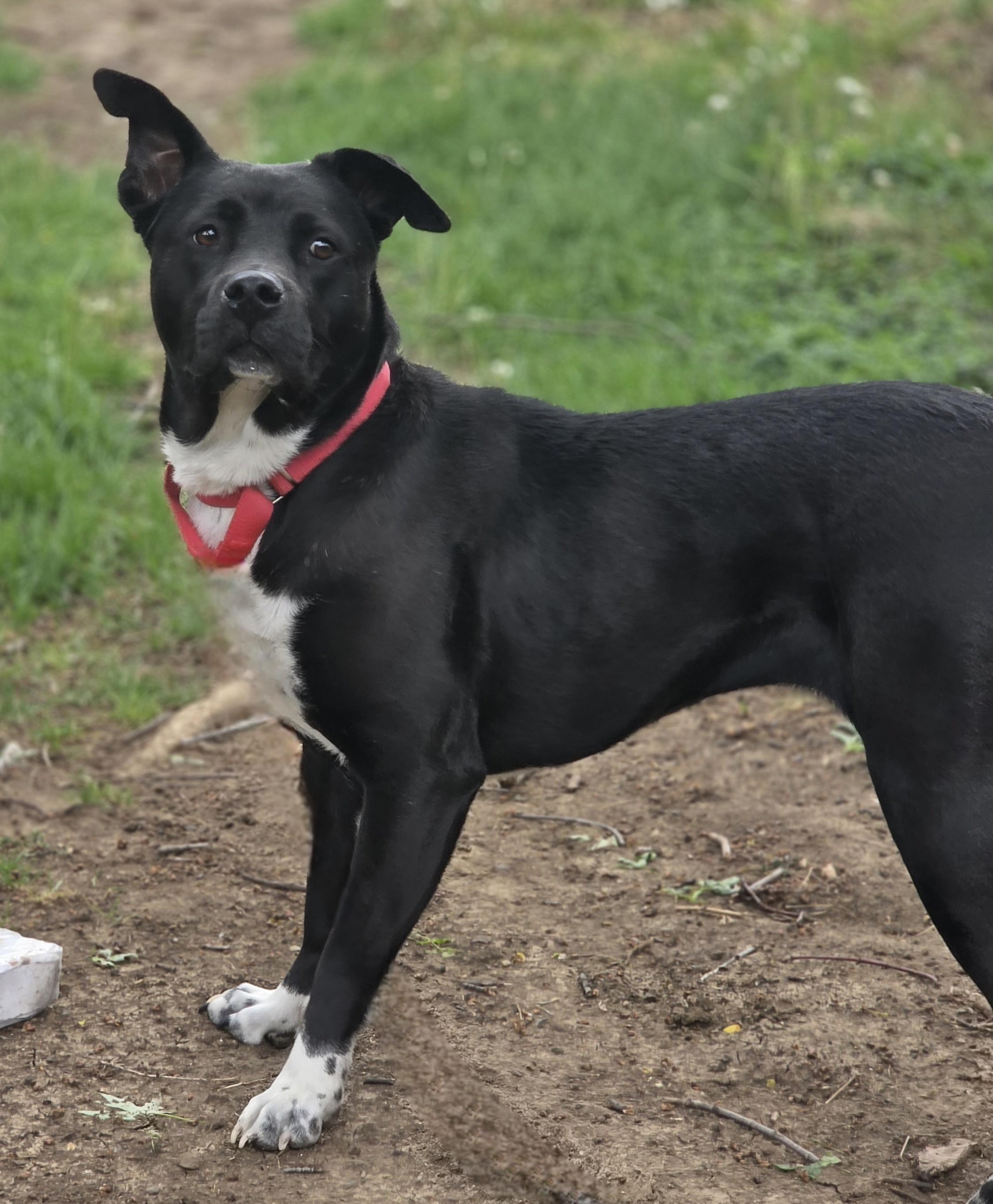 Enlarge Chelsi, a Adoptable mixed breed in Lincoln, NE image 5/6