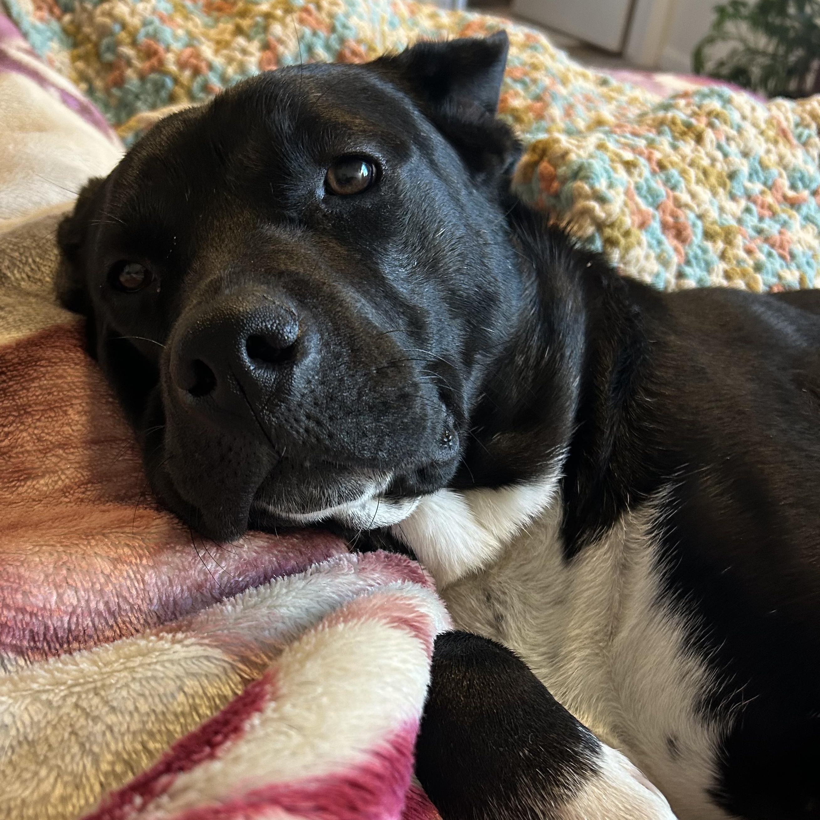 Enlarge Chelsi, a Adoptable mixed breed in Lincoln, NE image 2/6