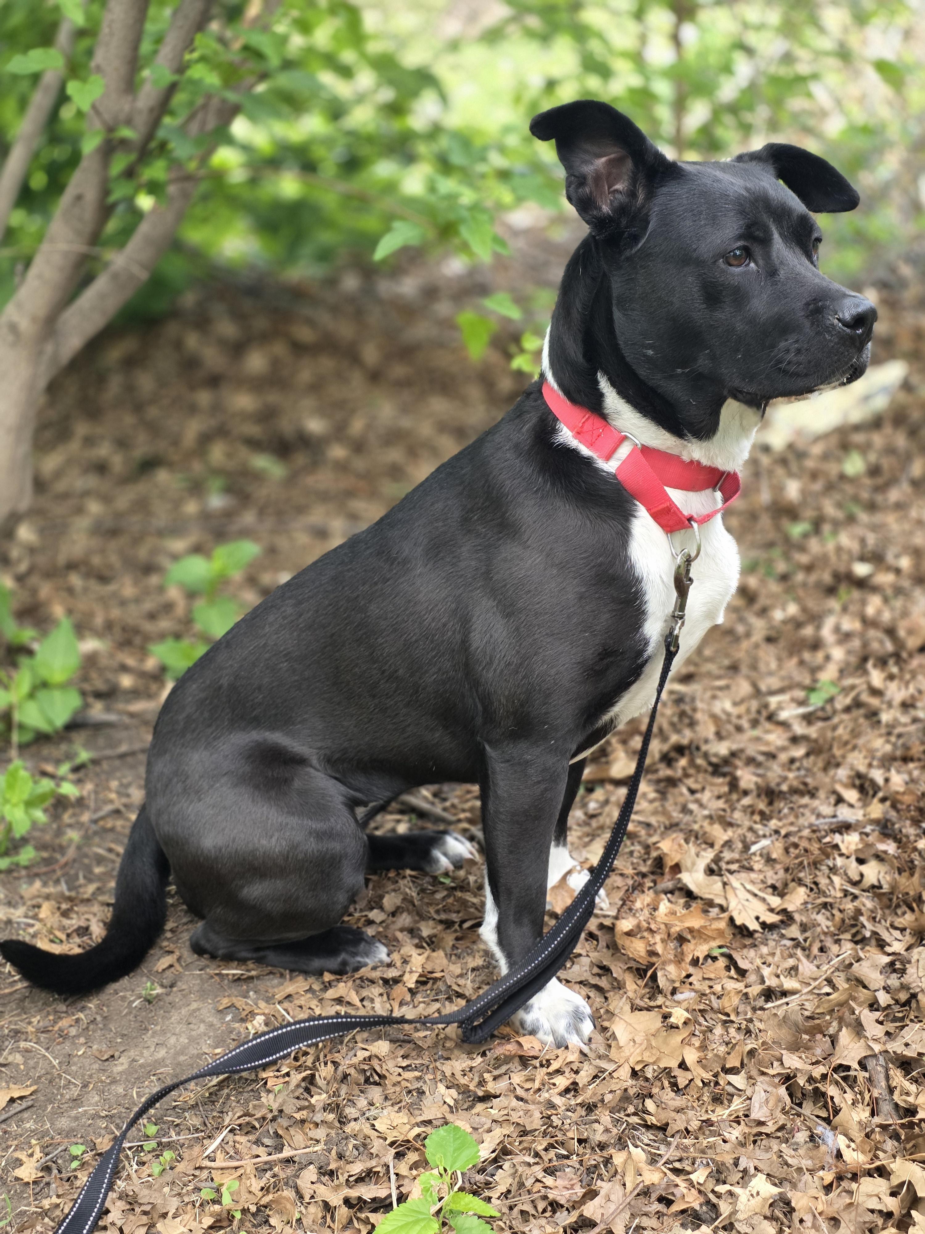 Enlarge Chelsi, a Adoptable mixed breed in Lincoln, NE image 3/6