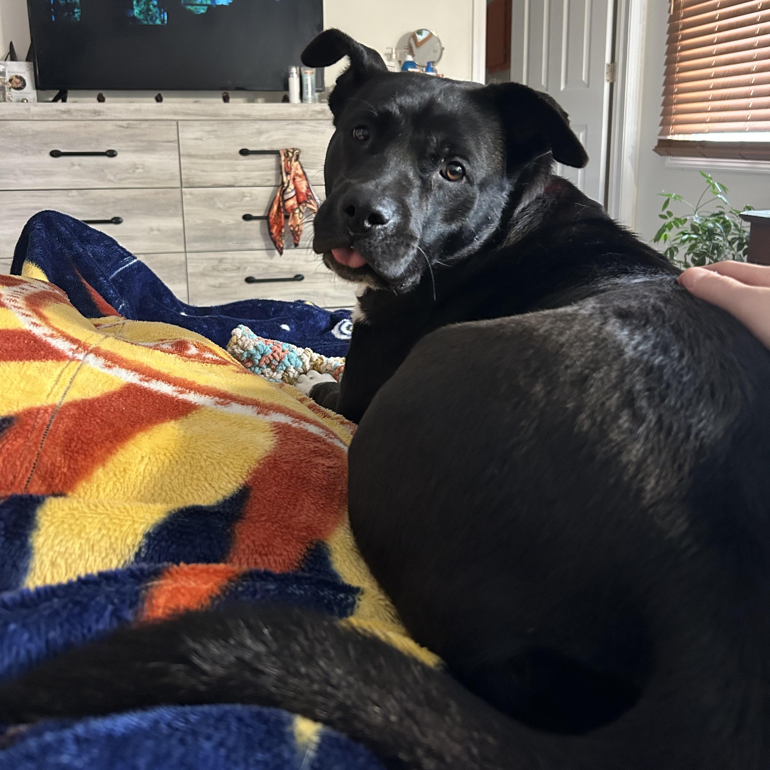 Enlarge Chelsi, a Adoptable mixed breed in Lincoln, NE image 6/6